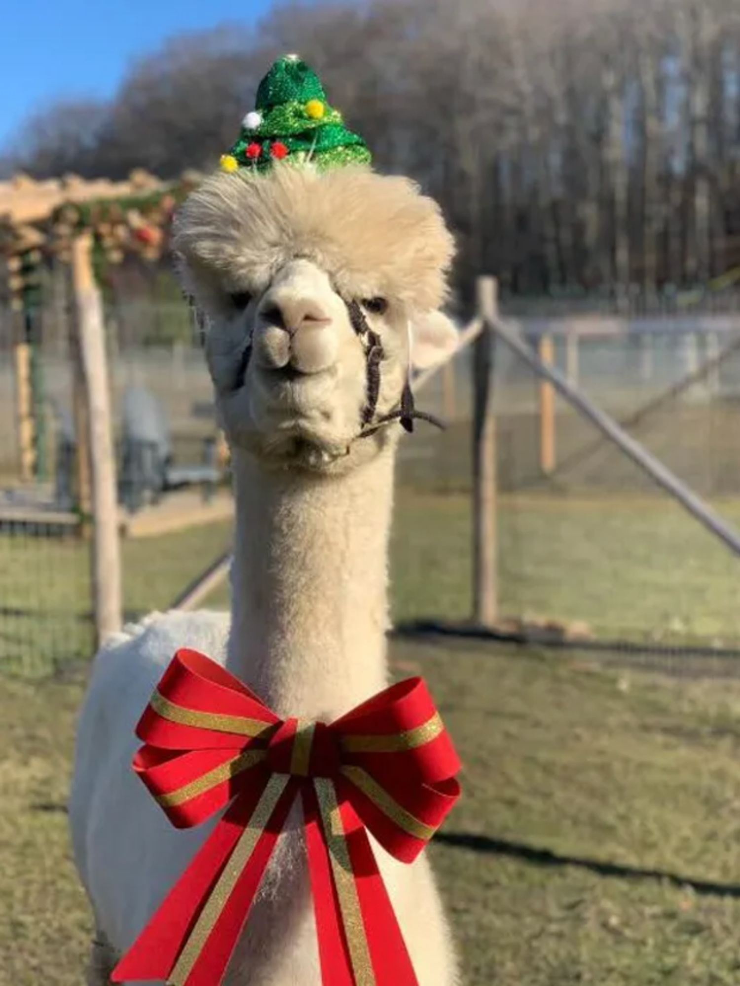 Black Barn Alpacas Holiday
