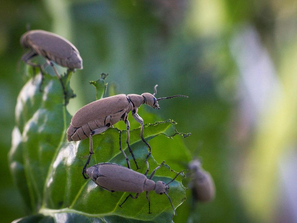 Blister beetles on a leaf of Swiss chard