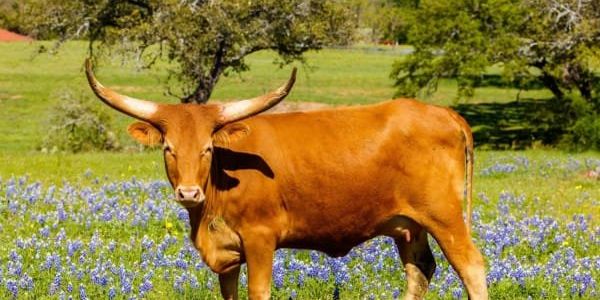 Where to see the best bluebonnets of 2024 in the Hill Country and across Texas - Vimarsana News