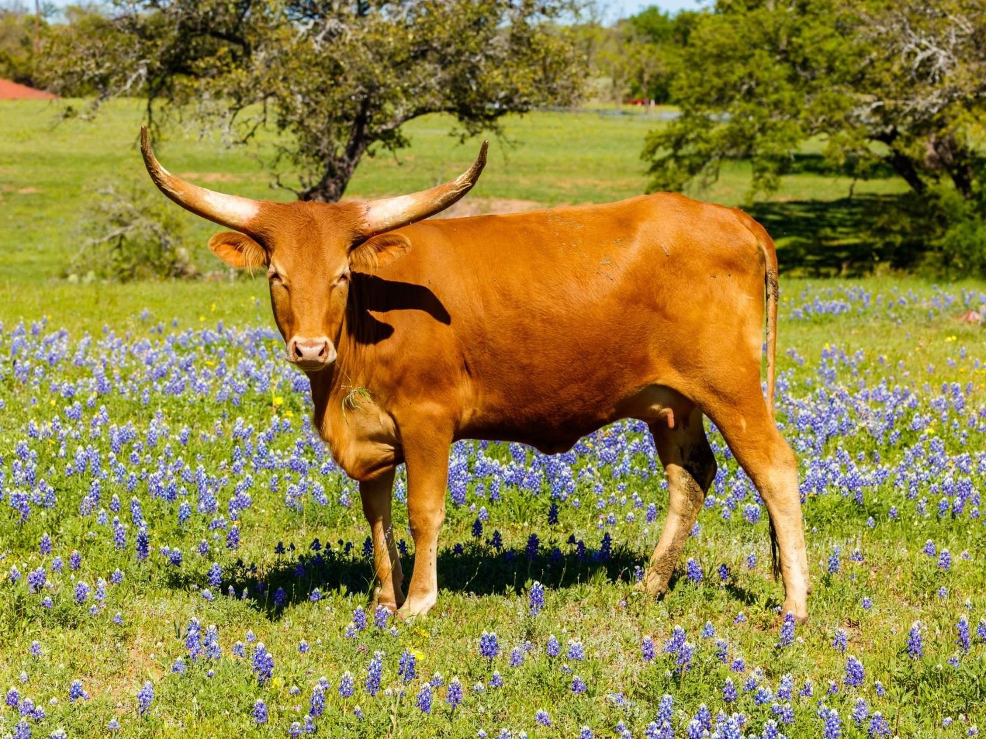bluebonnets, Hill Country, longhorn