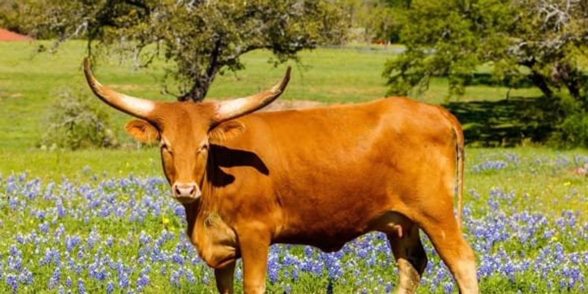 Where to see the best bluebonnets of 2024 in the Hill Country and across Texas