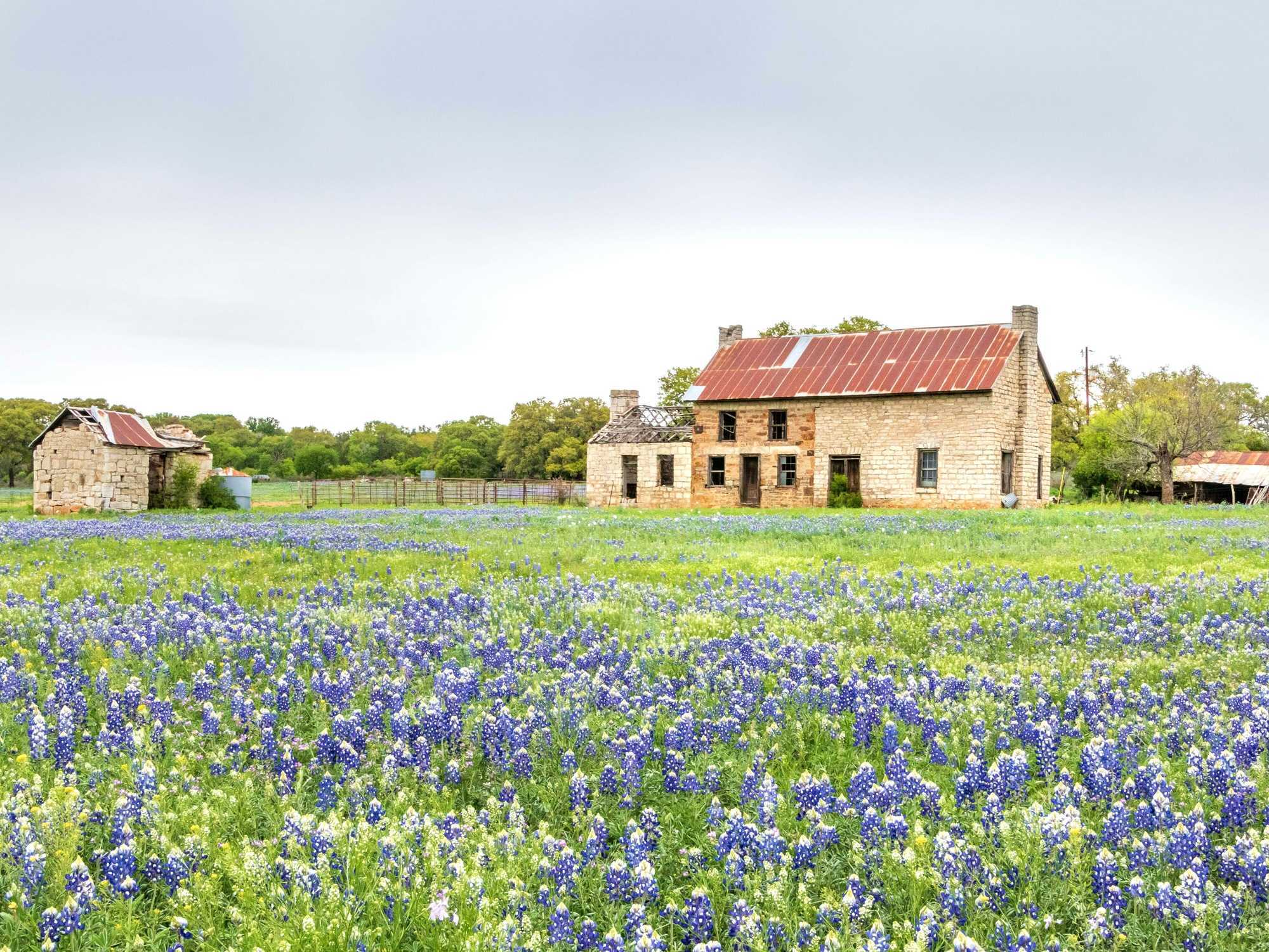 Bluebonnets outside a stone building