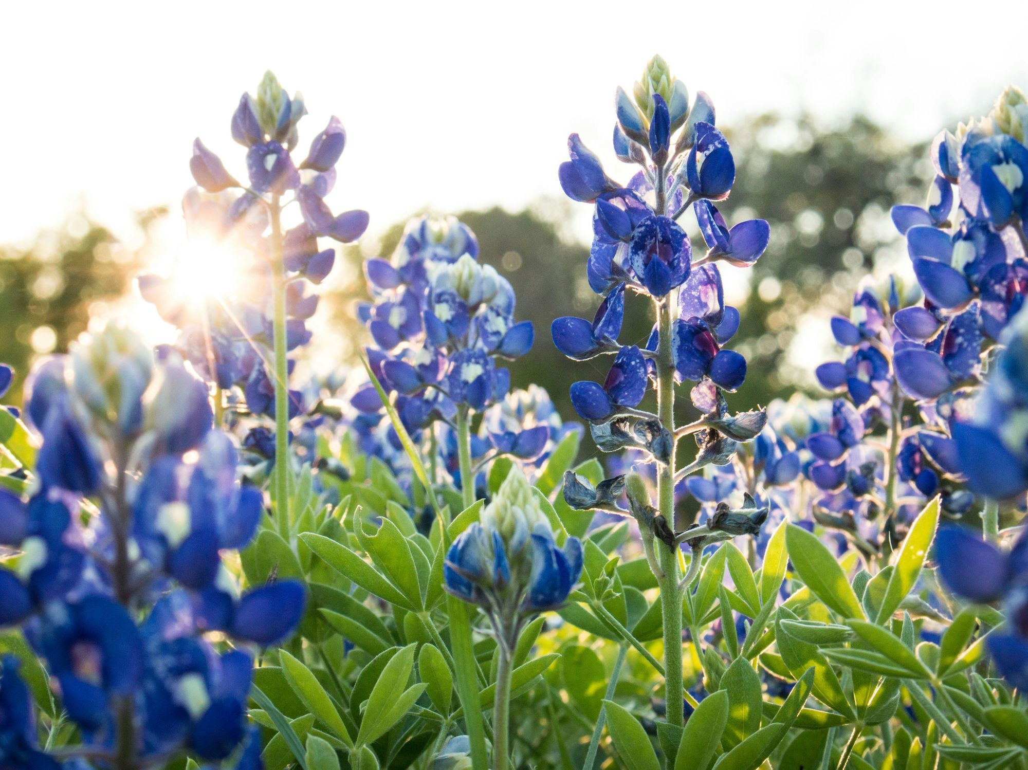 Bluebonnets