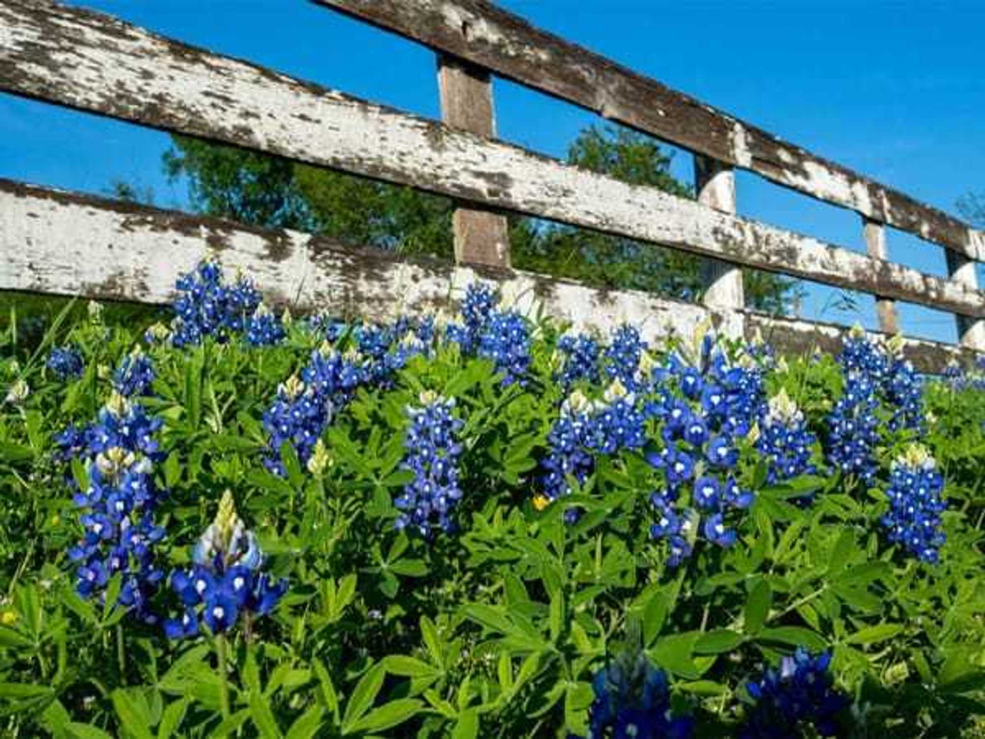 Bluebonnets