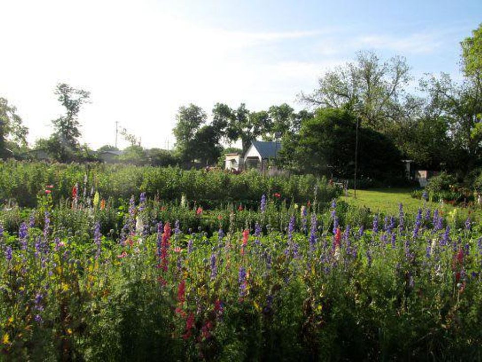 Boggy Creek Farms blooms flowers spring