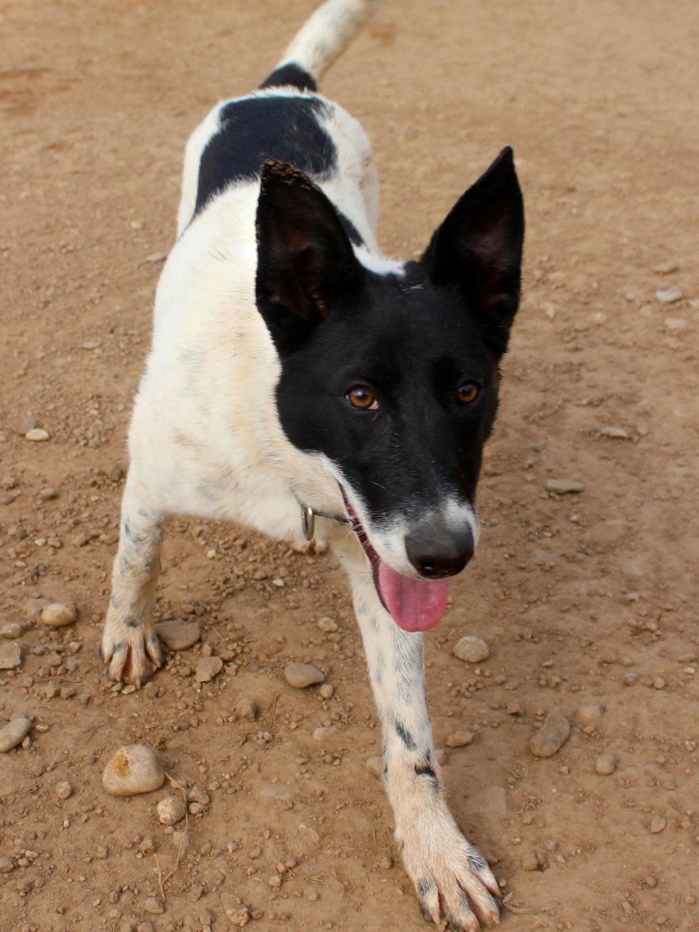 border collie dog APA! pet of the week Mickey Mouse