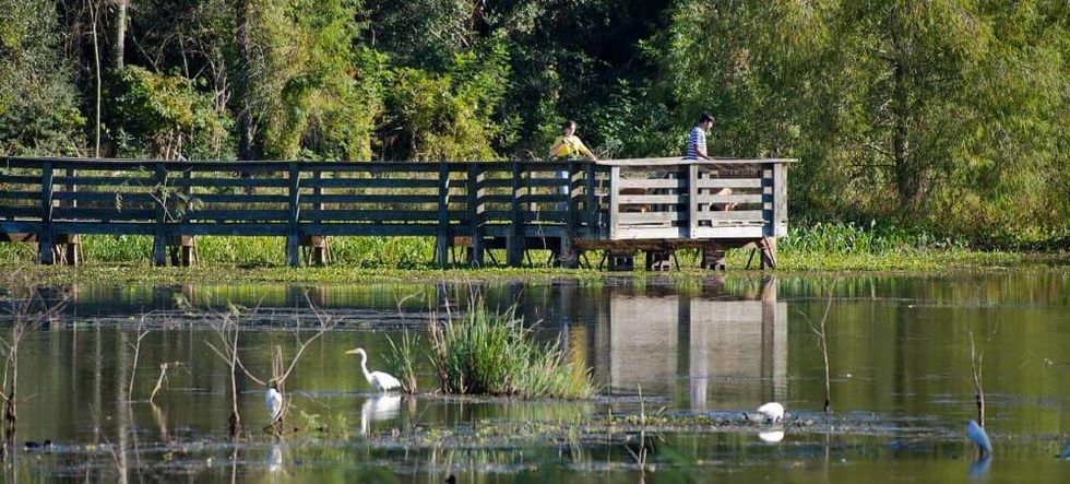Brazos Bend State Park Houston