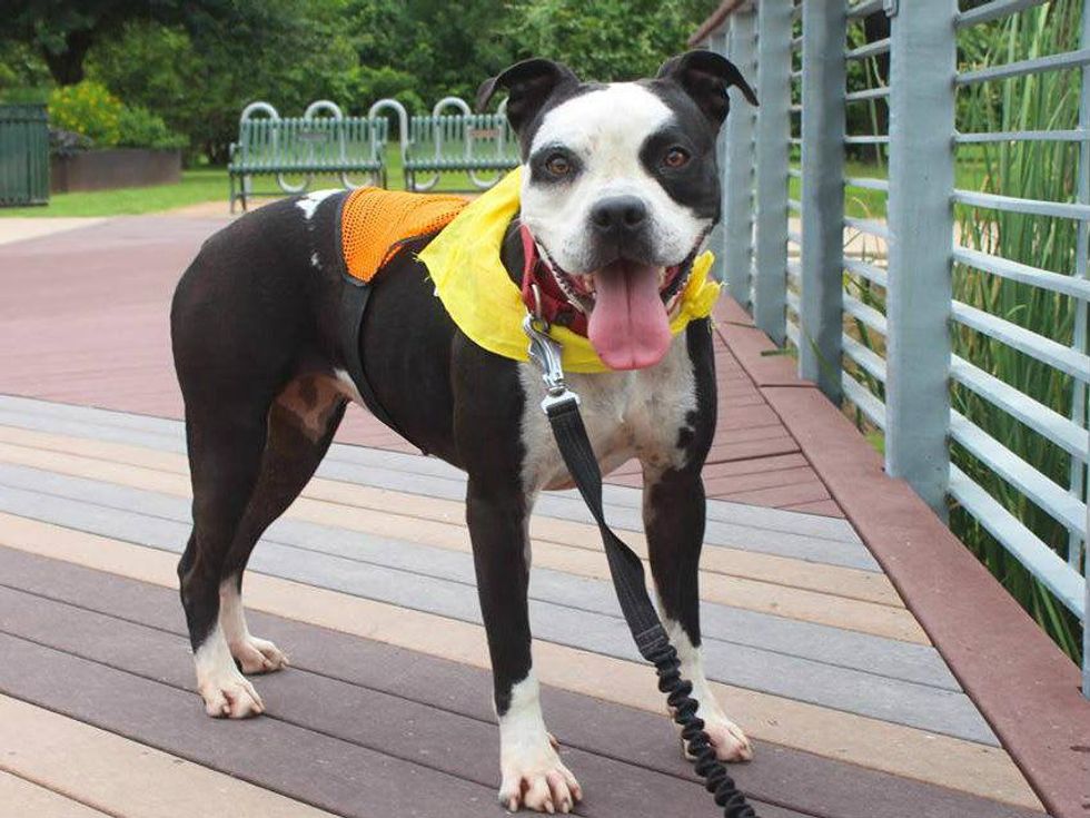 Brooke the bulldog APA! pet of the week on leash boardwalk