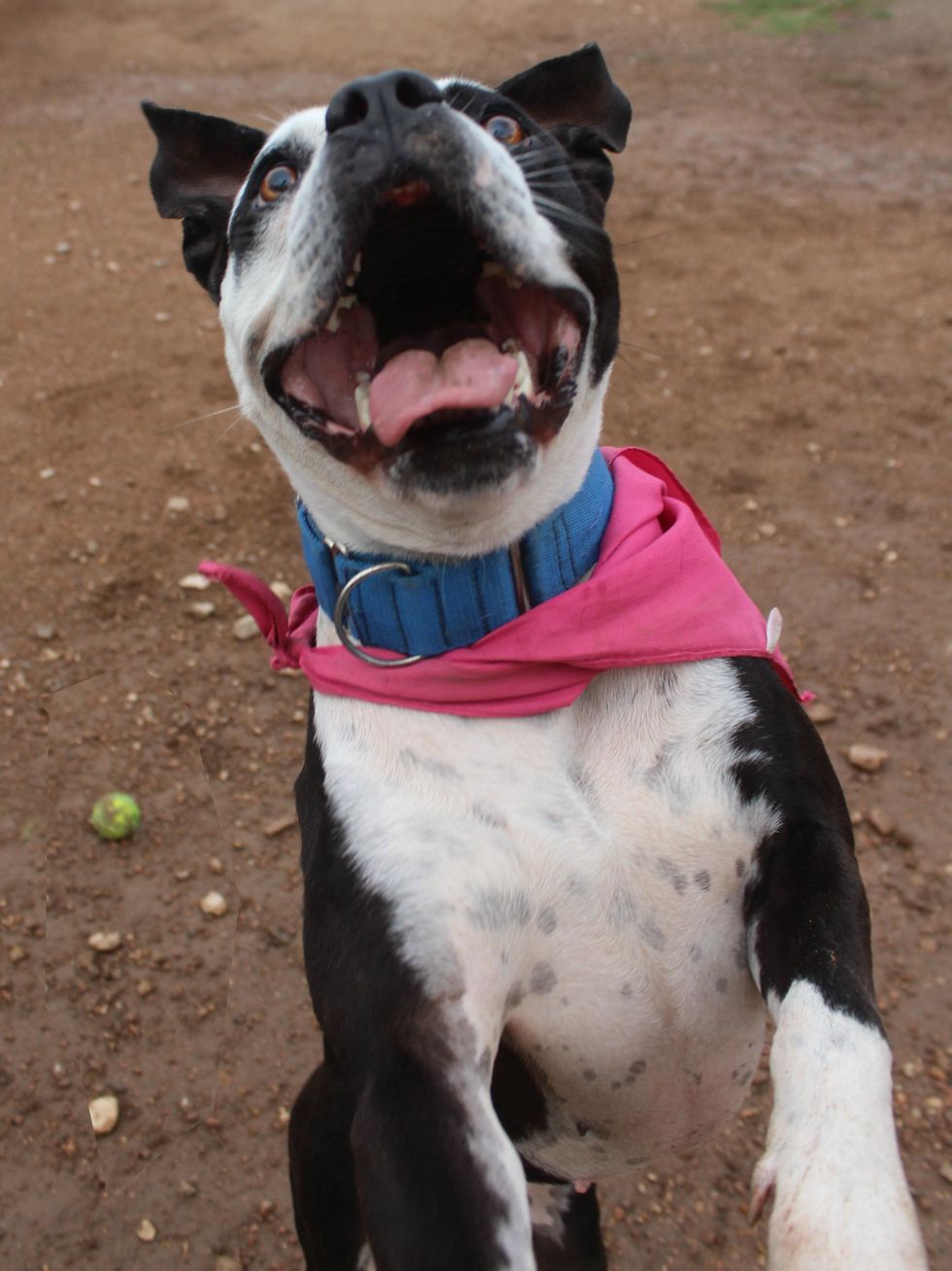 Brooke the bulldog APA! pet of the week playing fetch