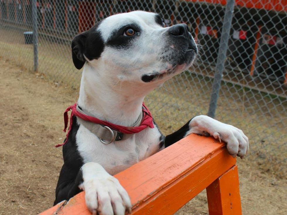 Brooke the bulldog APA! pet of the week playing fetch