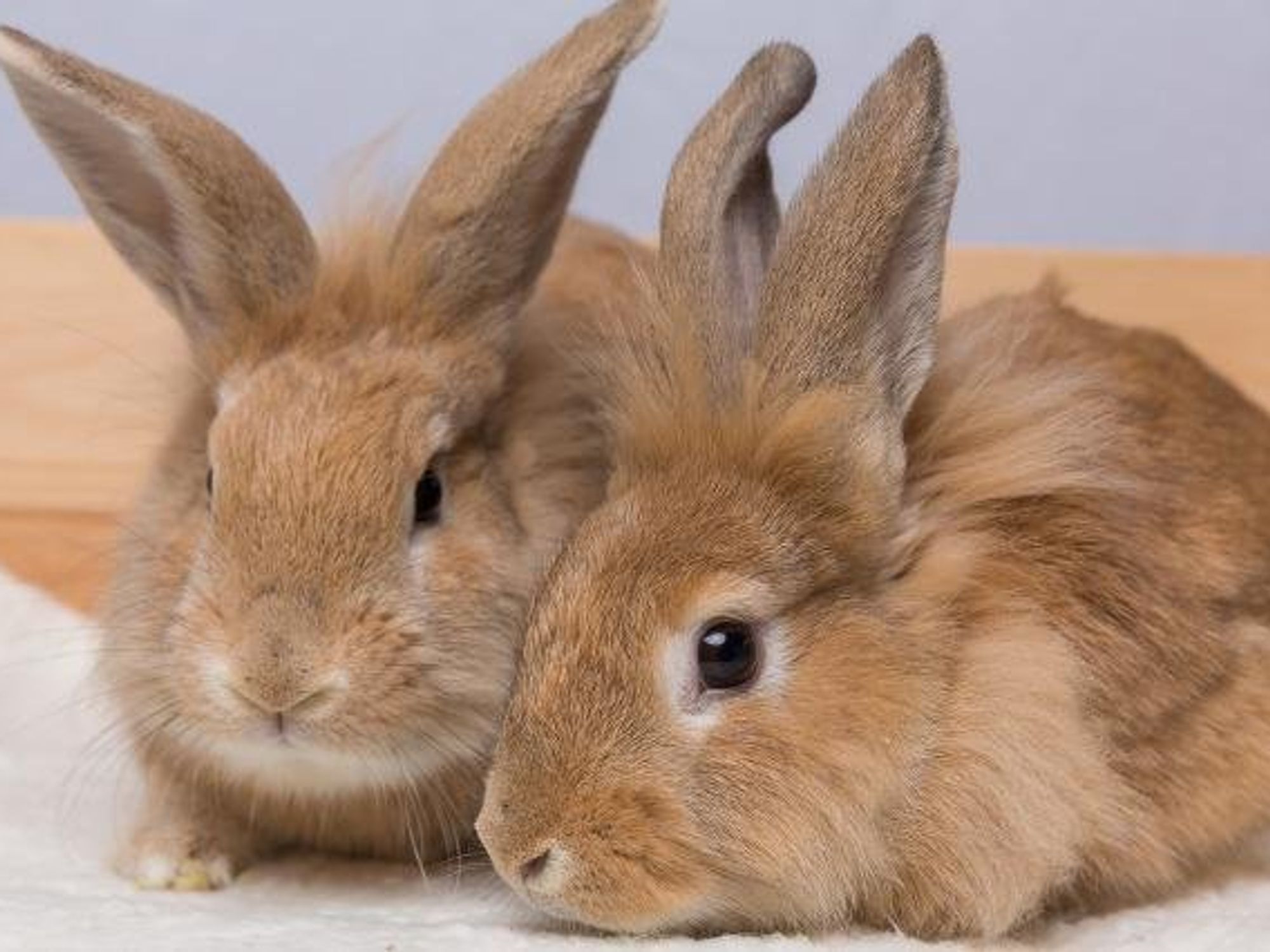 Bunnies at the House Rabbit Resource Network