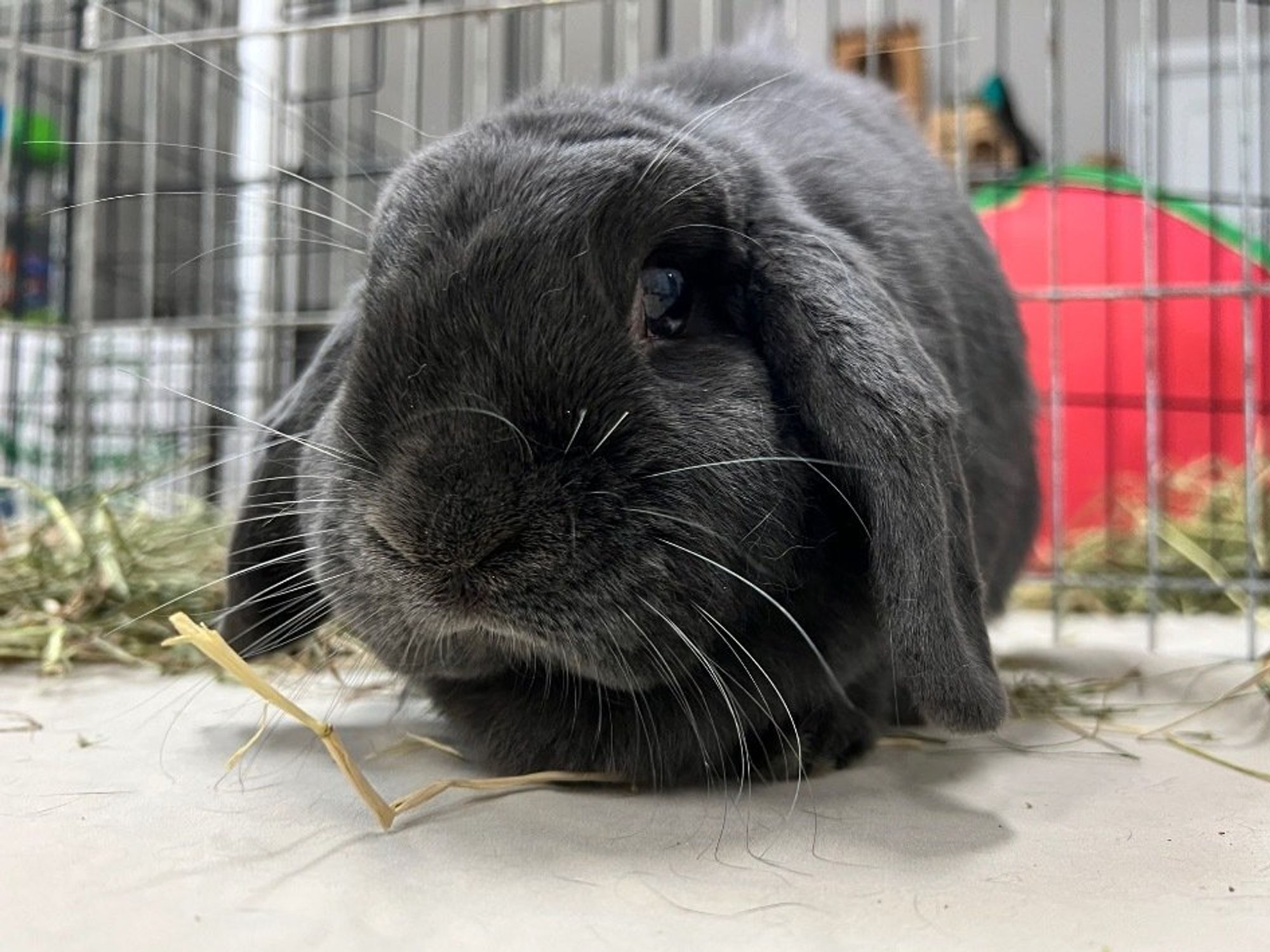 Bunny at the House Rabbit Resource Network