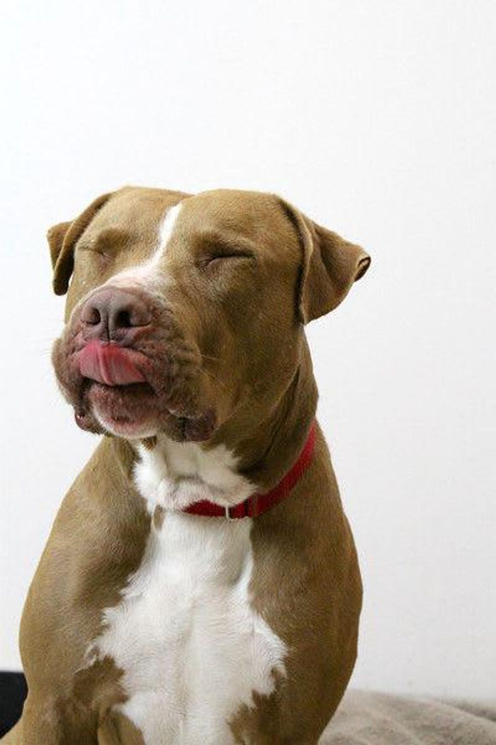 Cafe is a big dog with a sweet, gentle soul