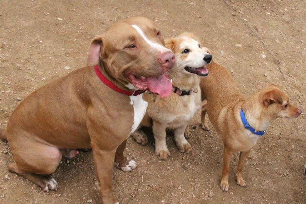 Cafe loves to hang around small dogs