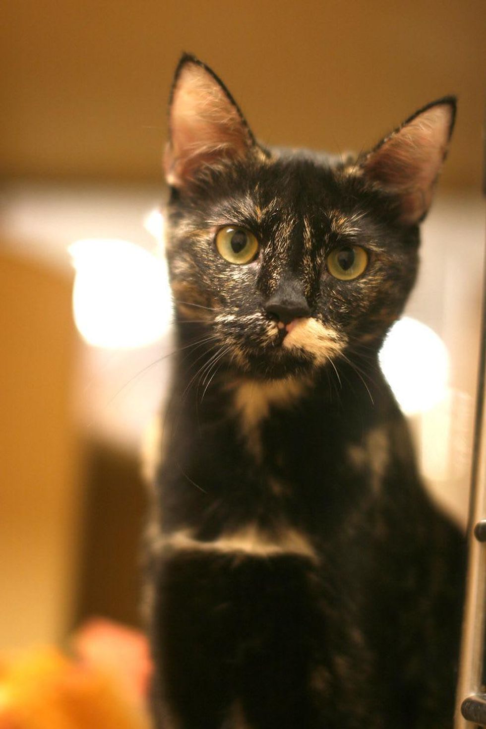 Calista 7 Austin Pets Alive