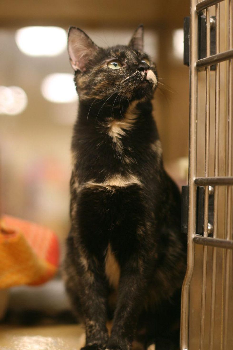 Calista 7 Austin Pets Alive