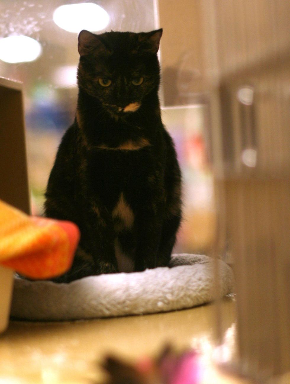 Calista 7 Austin Pets Alive