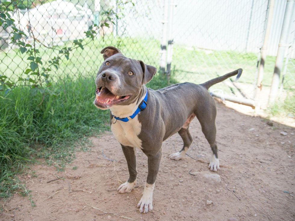 Captain Planet dog austin pets alive