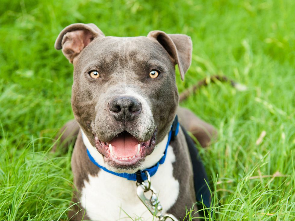 Captain Planet dog austin pets alive