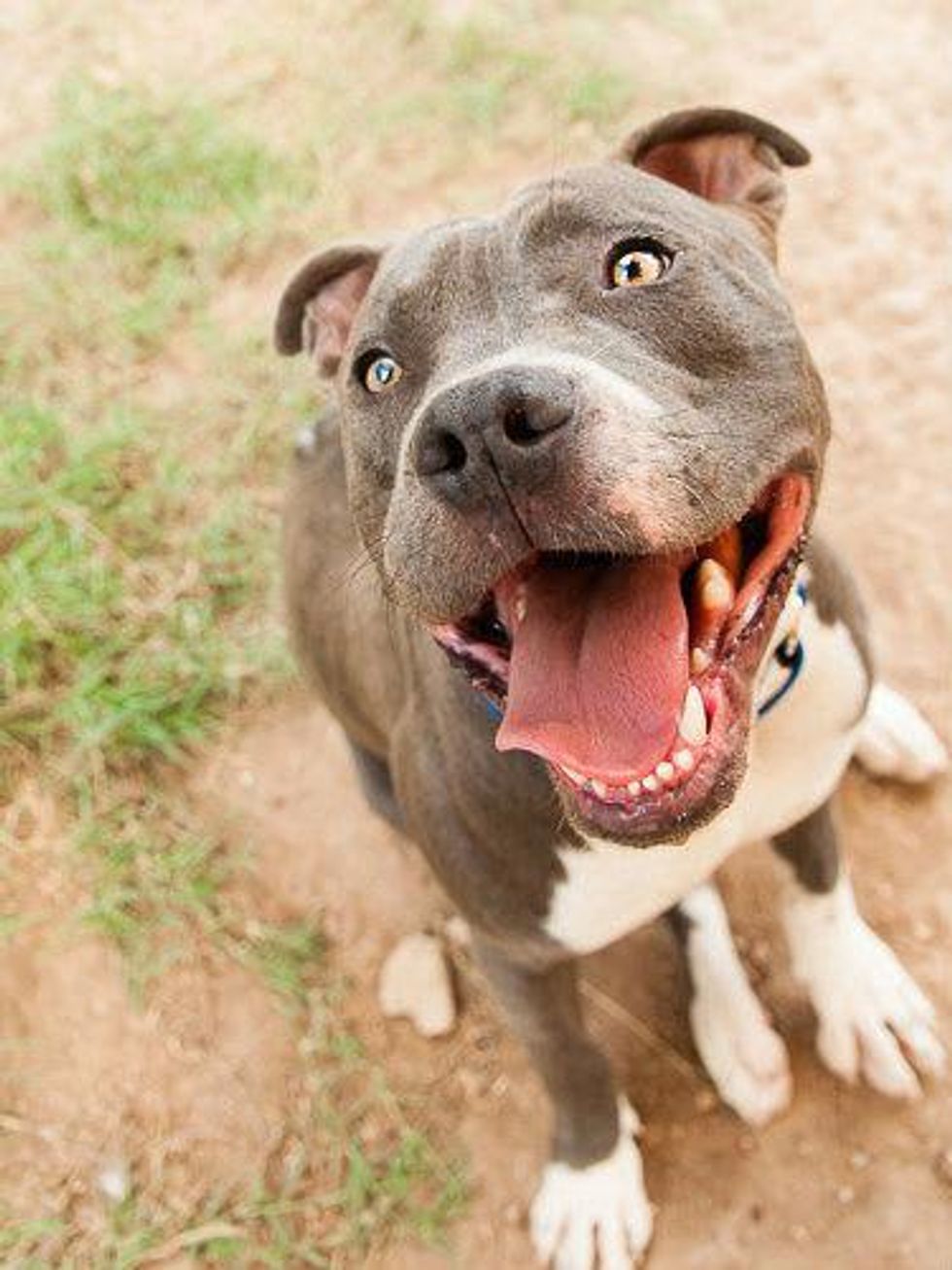Captain Planet dog austin pets alive