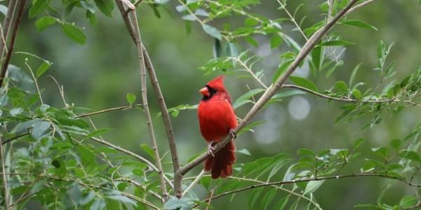 Austin nests top 10 spot in new rank of best U.S. cities for birdwatching - Vimarsana News