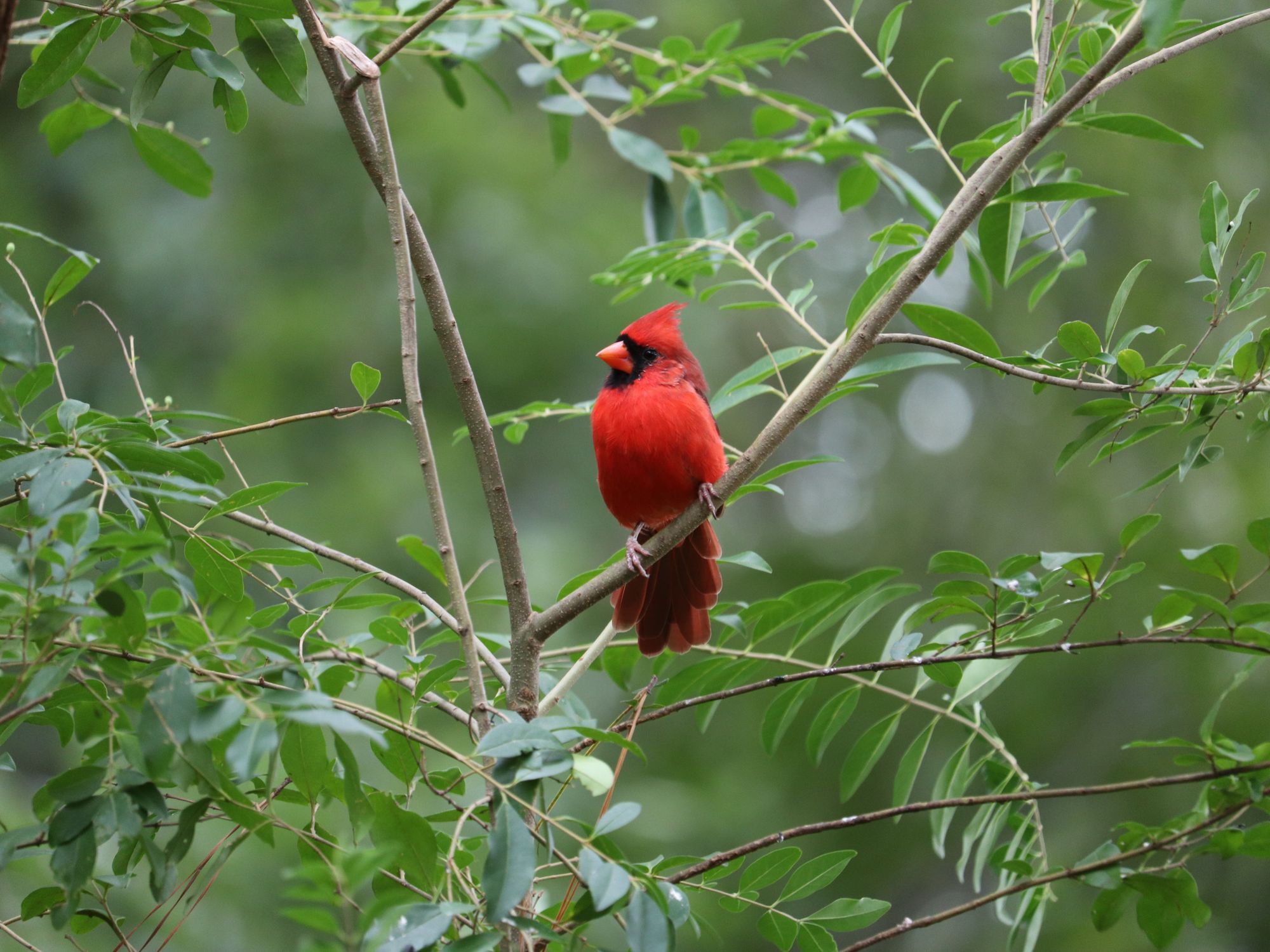 cardinal on branch