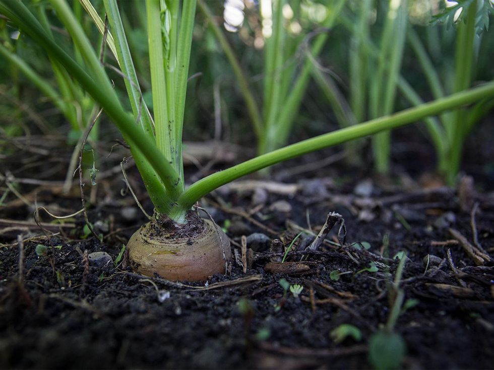 Carrot top popping up from soil.