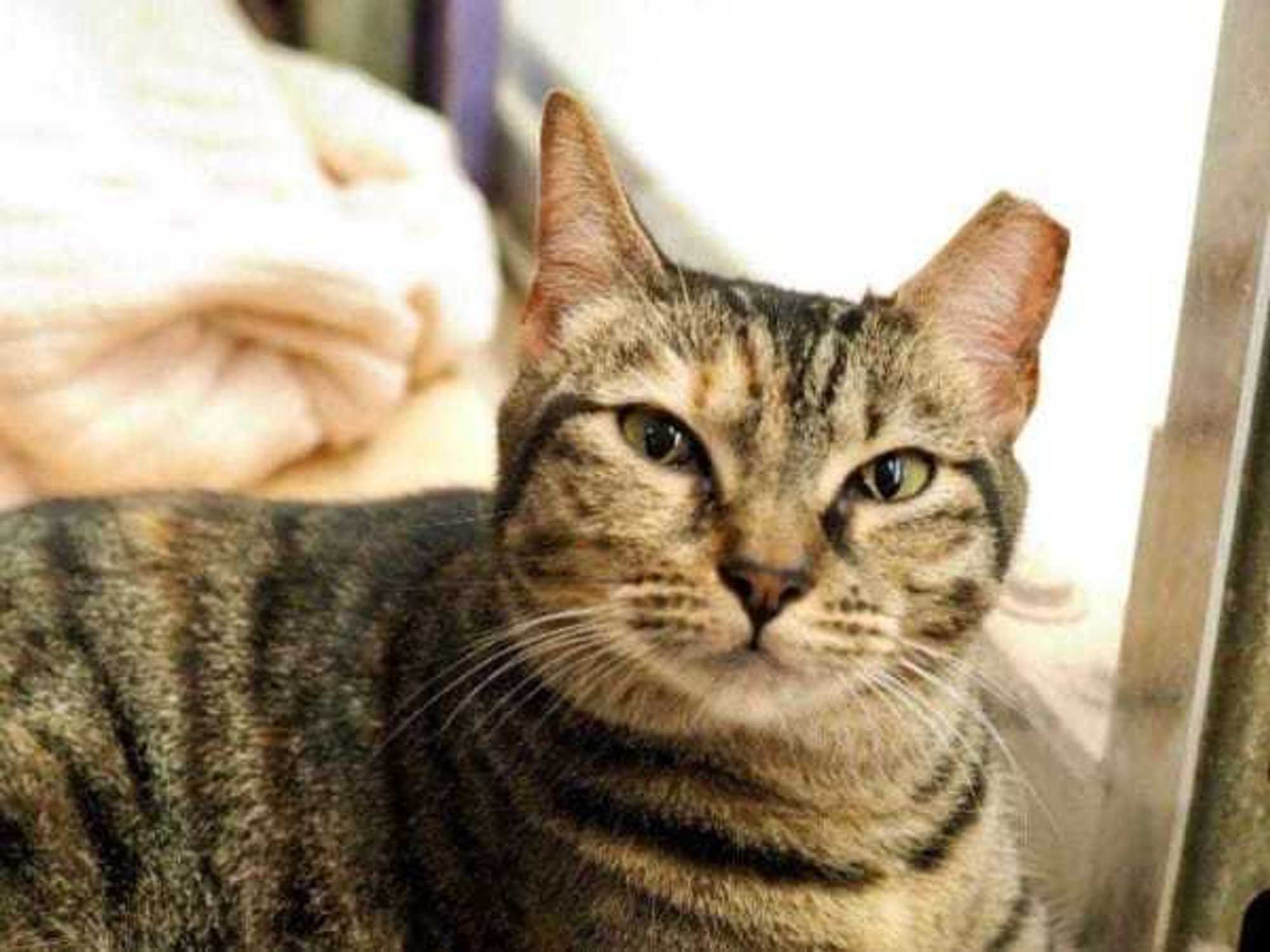 Cat at Austin Pets Alive!