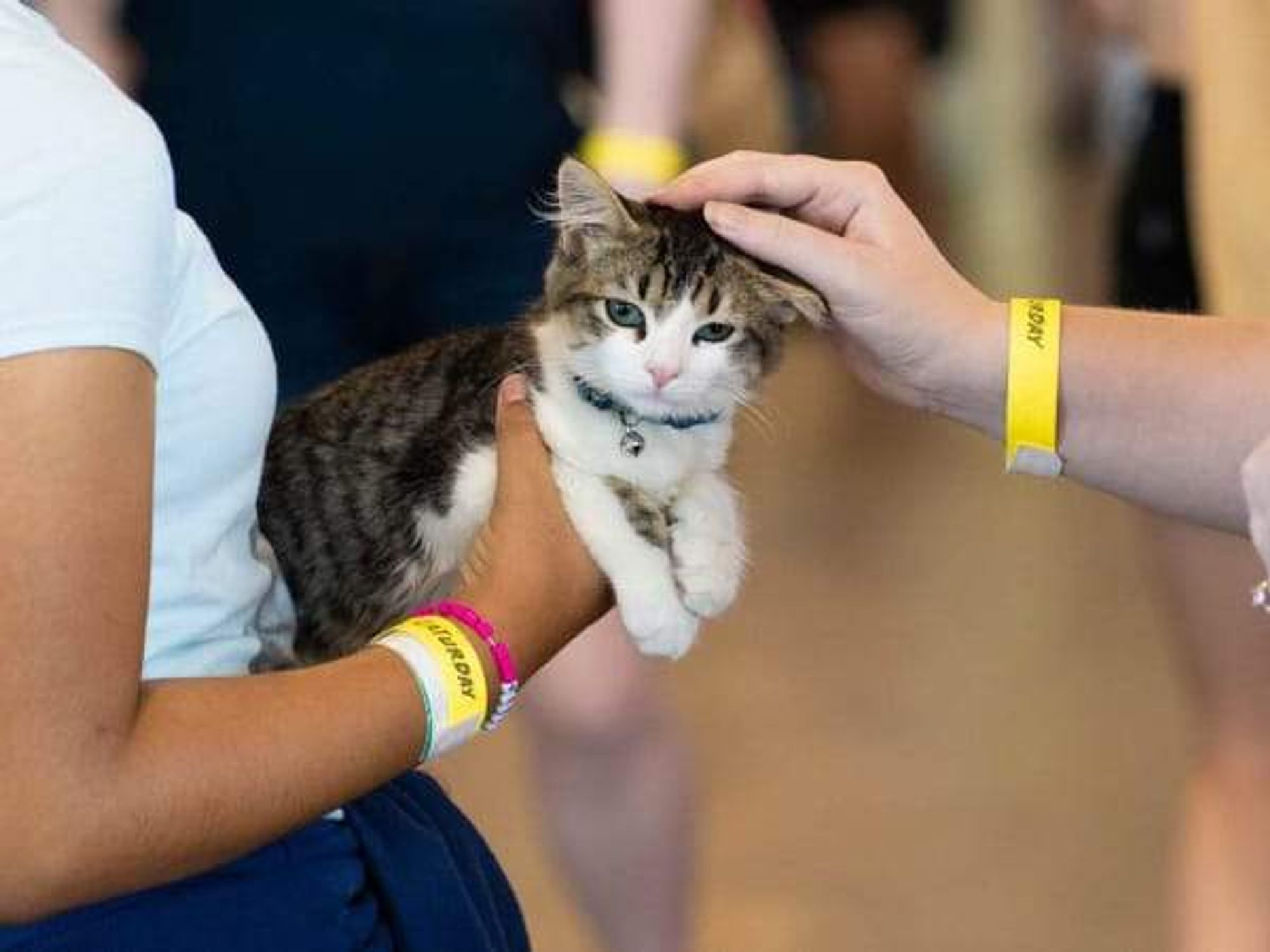 Cat at Pop Cats expo