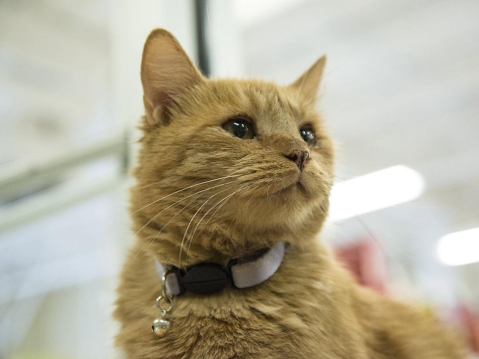 cat looking up Joan Holloway APA! Austin Pets Alive picture this pet