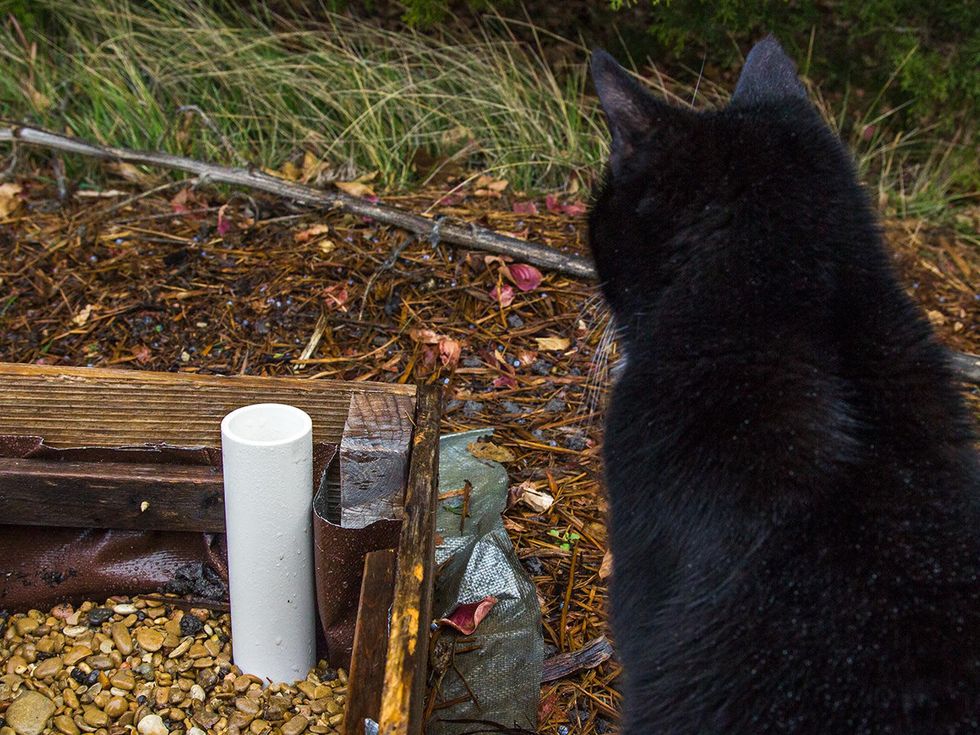Cat looks at fill tube in wicking garden bed