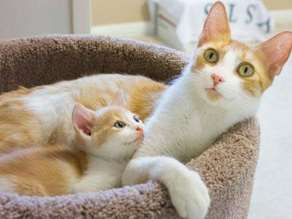 cecilia austin pets alive!