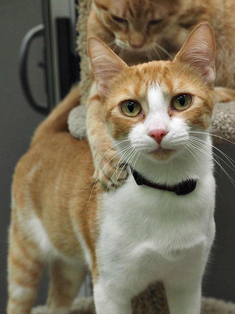 cecilia austin pets alive!