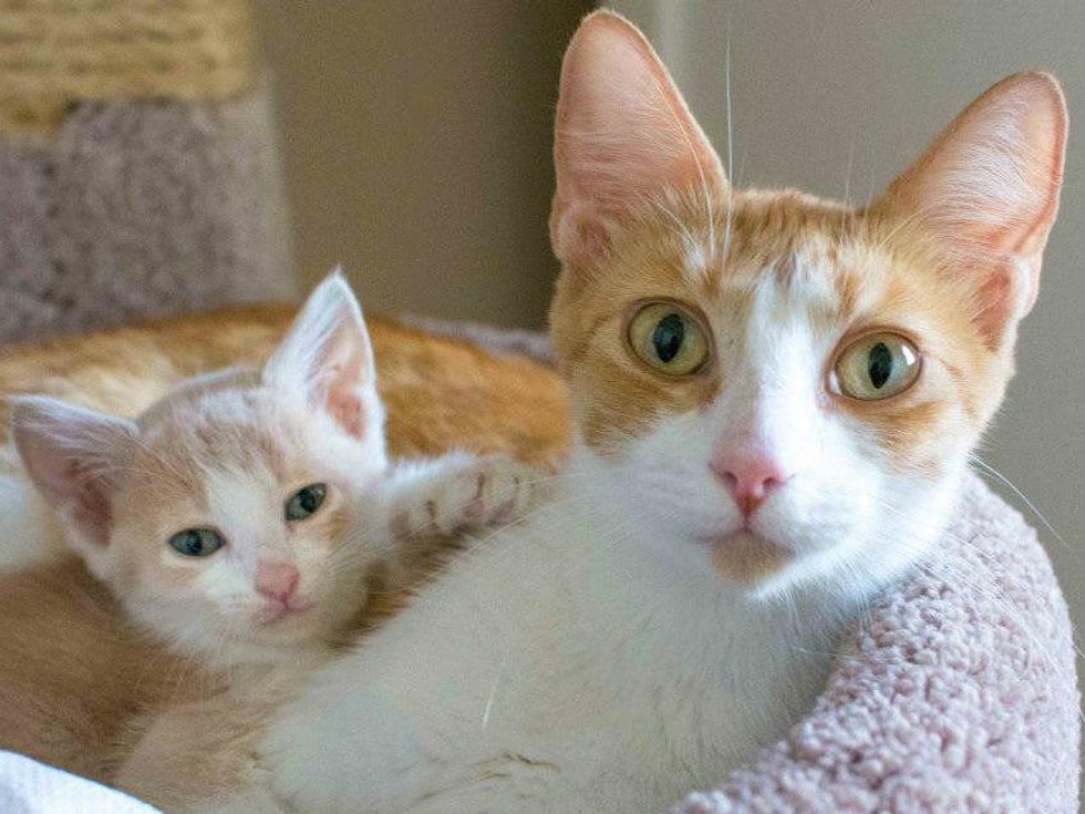 cecilia austin pets alive!