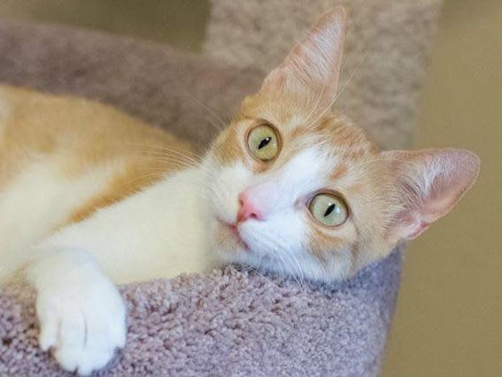 cecilia austin pets alive!