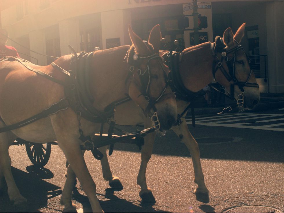 charleston, horse drawn carriage