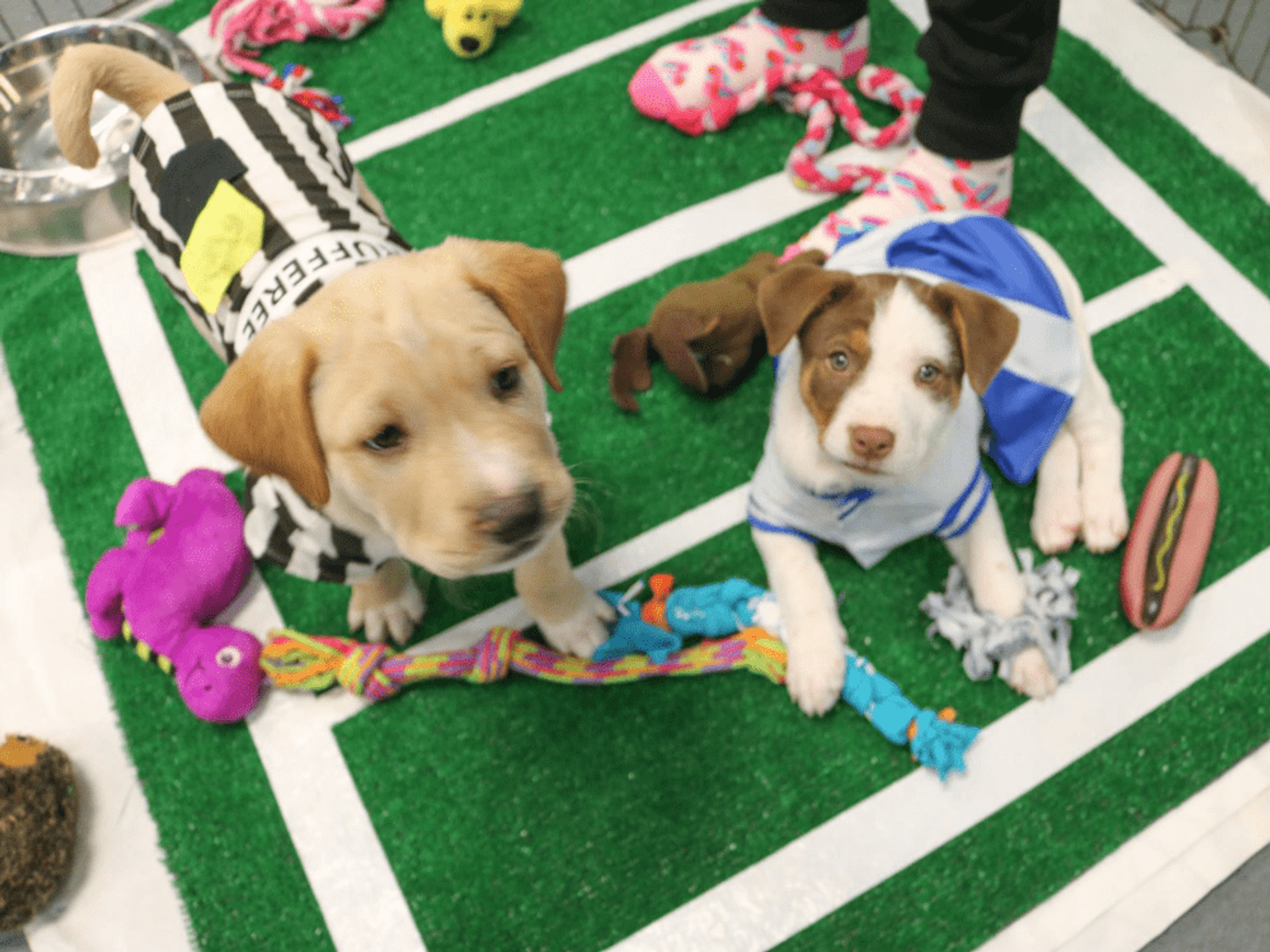 Check out the doggies at the 10th Annual Puppy Bowl on Saturday.