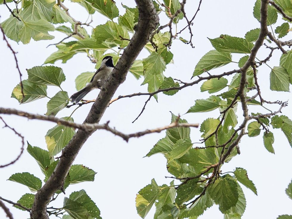 chickadee roosting in tree