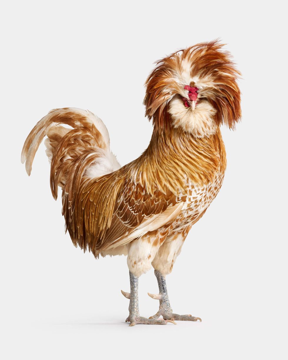 Chicken in Farm Life by Randal Ford