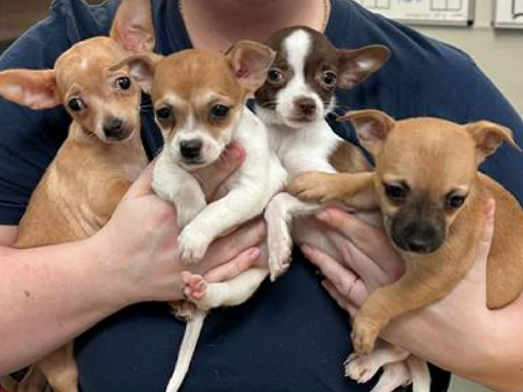 Chihuahuas, Austin Humane Society