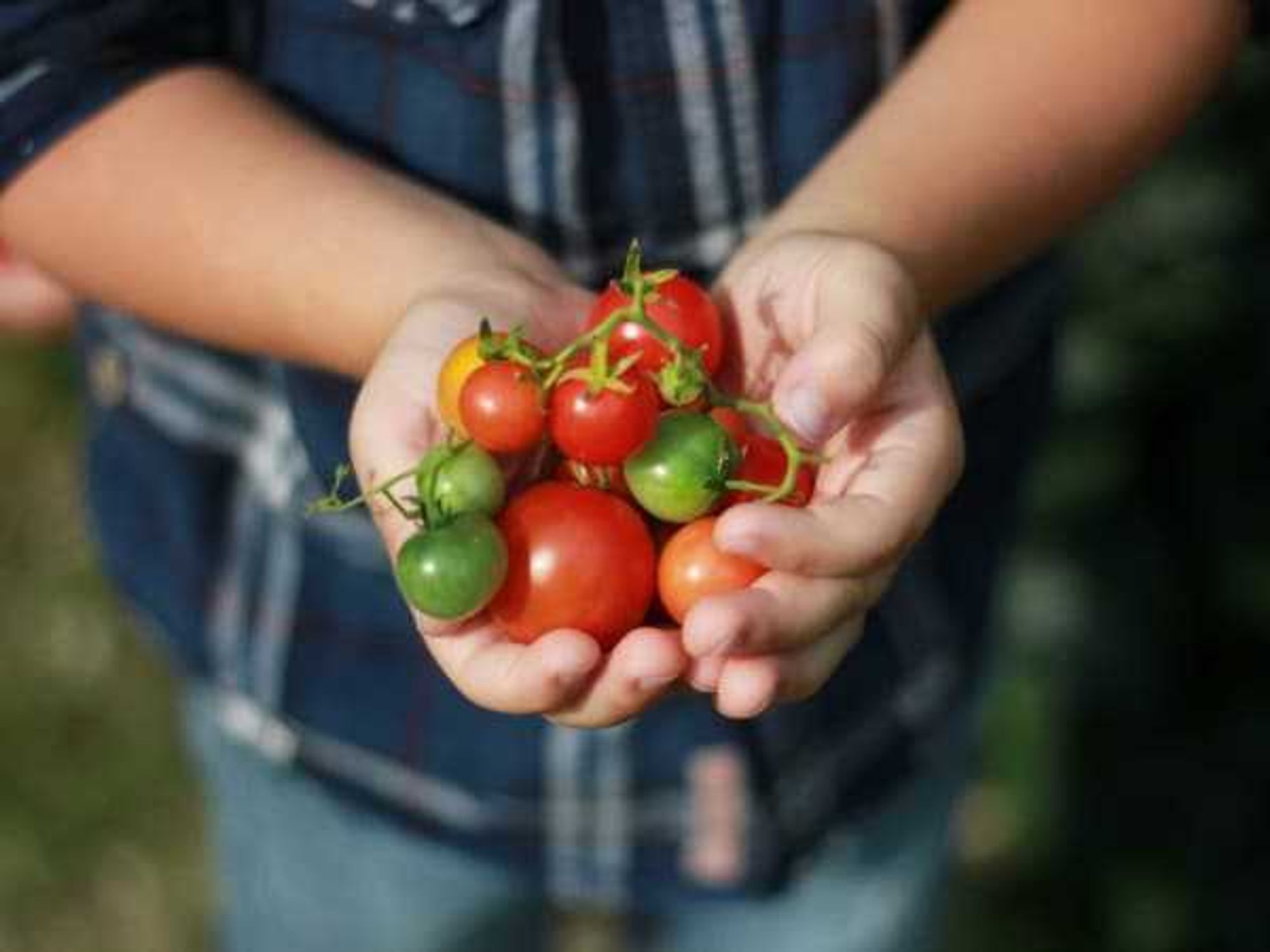 child holding tomatoes