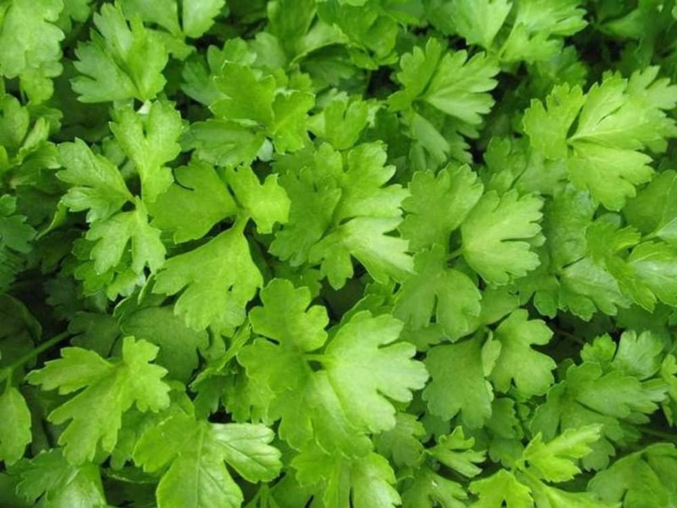 Cilantro herb plant