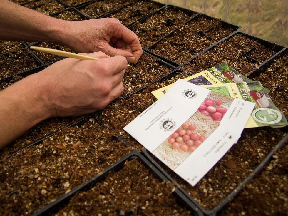 close up of hands planting seed