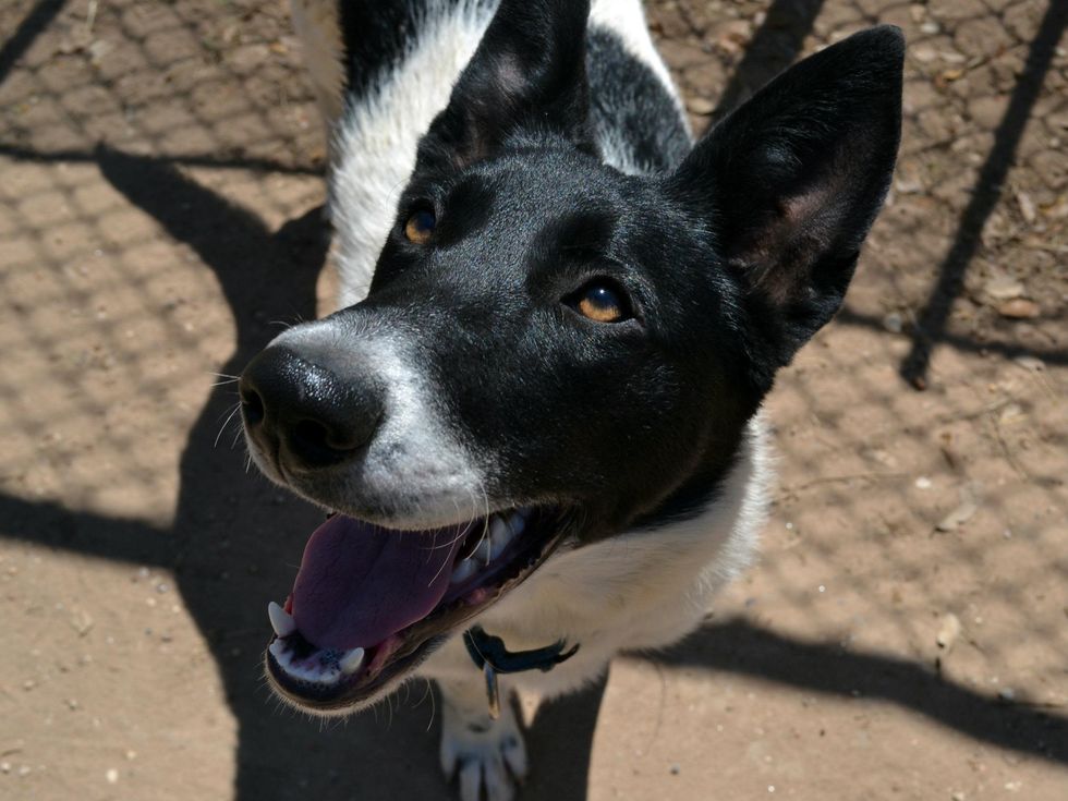 close up of Mickey Mouse APA! pet of the week dog