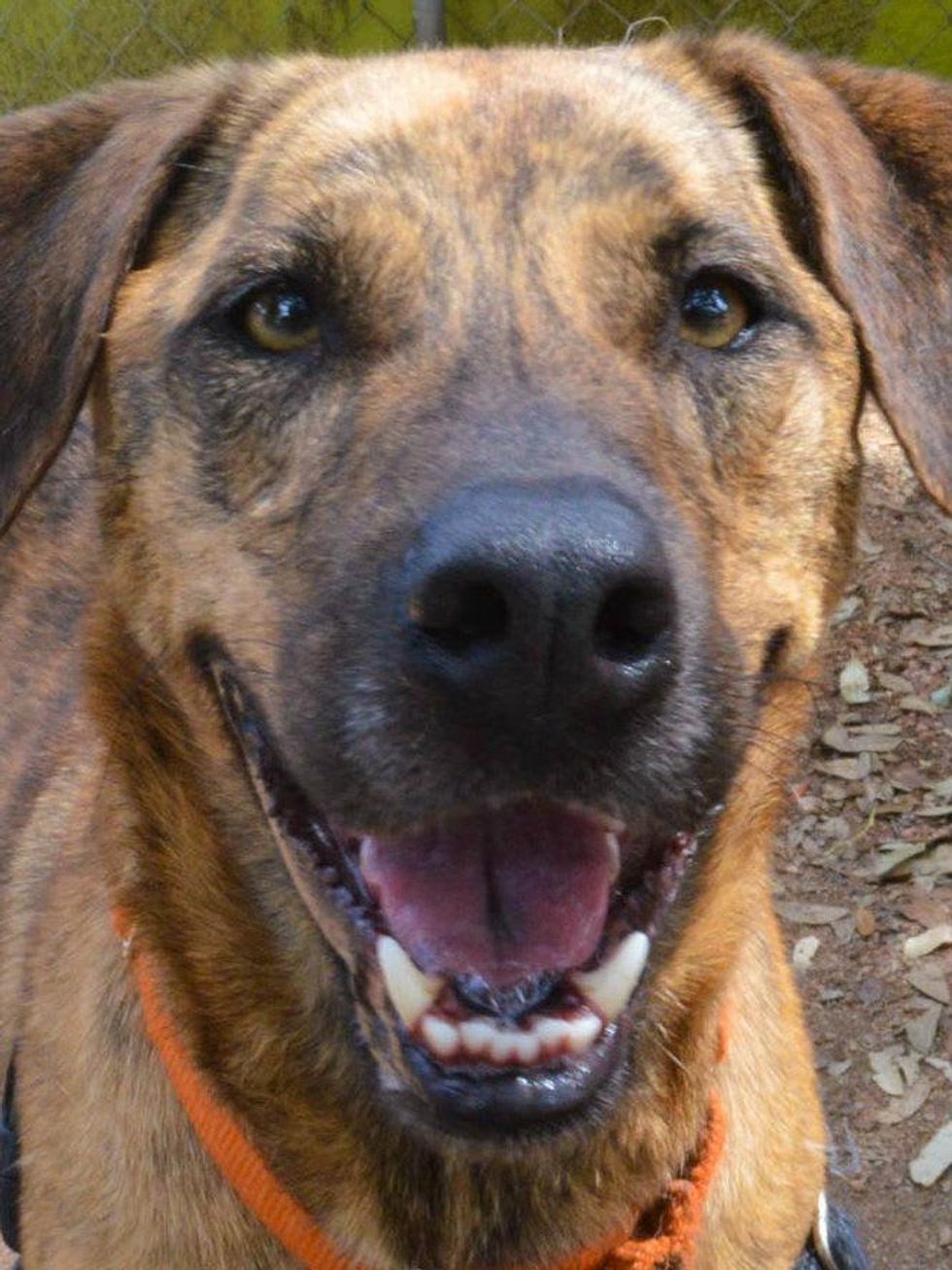 closer headshot of Apache Austin Pets alive! pet of the week dog