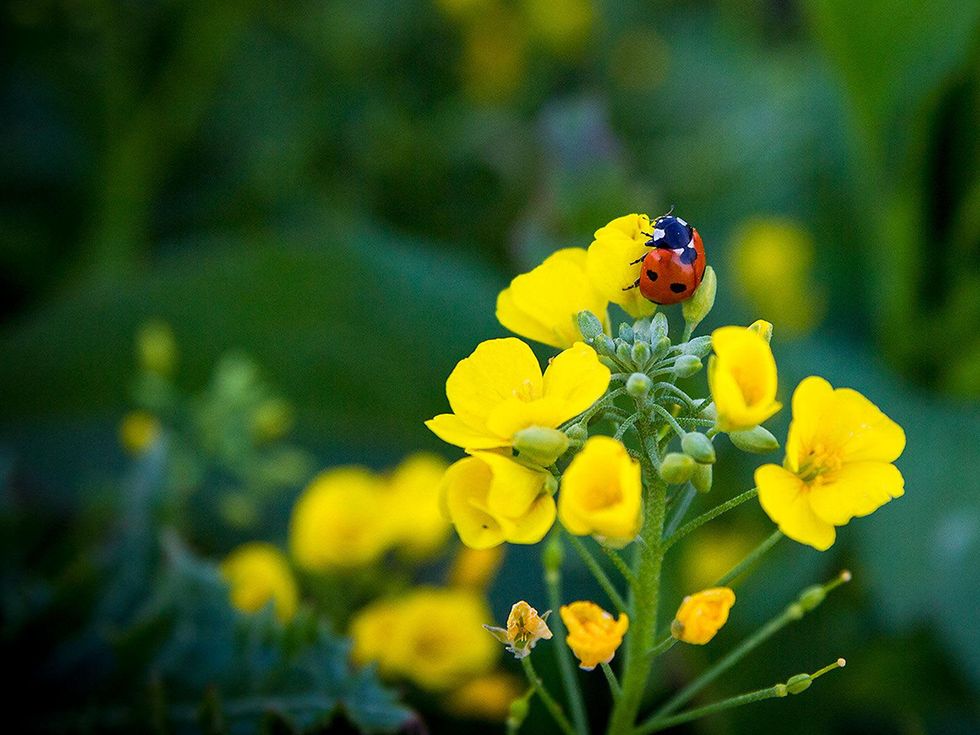 Cloth-of-Gold with a ladybug