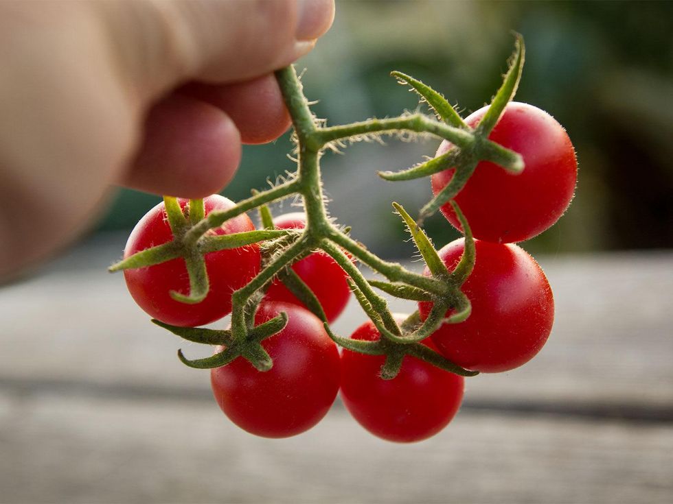 Cluster of Texas Wild tomatoes