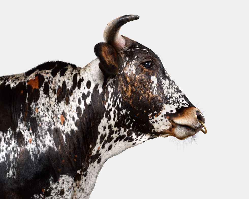 Cow in Farm Life by Randal Ford