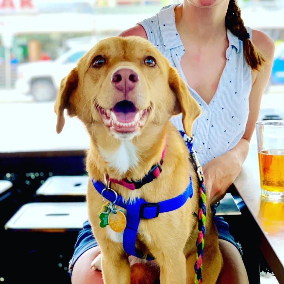 Dog and beer on a patio