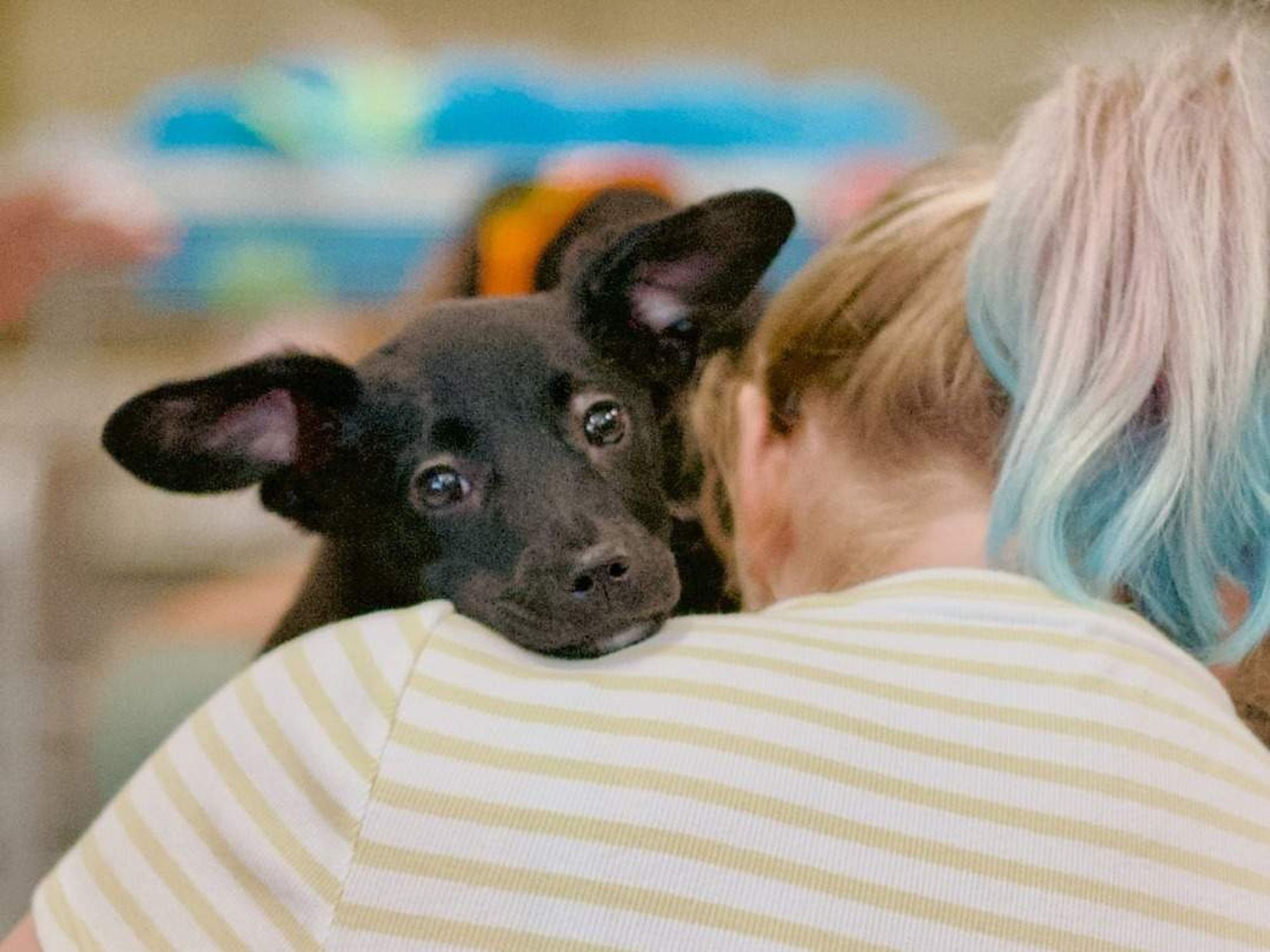 Dog at Austin Pets Alive! adoption event in April 2025